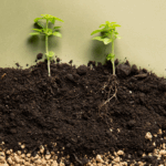 Natural Ways To Boost Soil Microbes