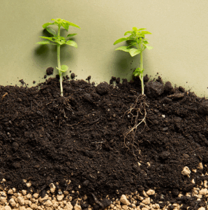 Natural Ways To Boost Soil Microbes